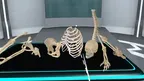 The Human Body Interactive Simulator screenshot 5