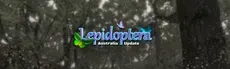 Lepidoptera hero image
