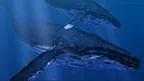 Ocean Rift screenshot 3