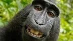 Monke Madness screenshot 3