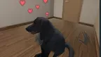My puppy: Black Labrador screenshot 2