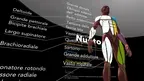 La Muscolatura nello Sport screenshot 4