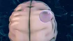 NEUROPILOT screenshot 3
