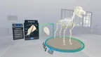 Veterinary Anatomy and Physiology screenshot 3