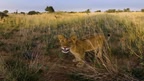 Murchison Falls: The Awarded Wildlife Adventure with Elephants, Lions and Hyenas screenshot 4