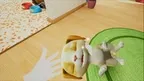 Pets VR screenshot 1