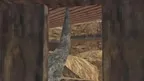 Gibbon Gambol screenshot 3