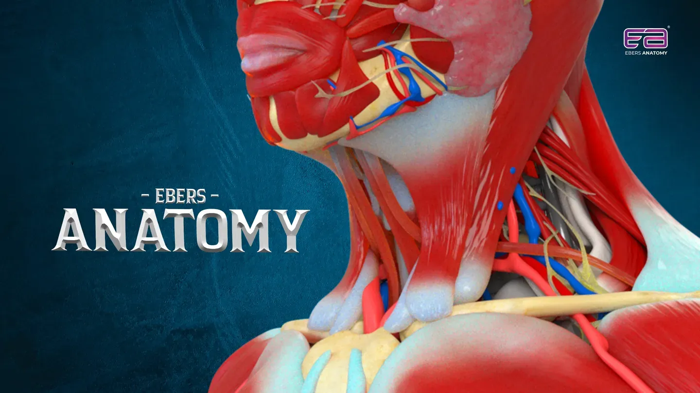 Ebers Anatomy trailer 0
