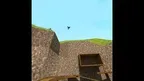 Monkeys Run screenshot 4