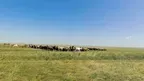 Mongolian Culture World Expo screenshot 1