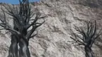 Flower Tag screenshot 4
