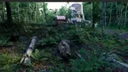 Forest - Oniri tech demo screenshot 1