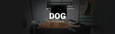 Dog Ultrasound hero image