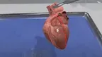  Dissection Simulator: Mammalian Organ Pack screenshot 1