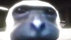 Gibb.O6 screenshot 4