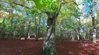 3D scan of a forest screenshot 5