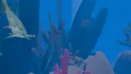 Fish Eating screenshot 3