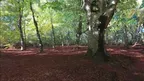 3D scan of a forest screenshot 1