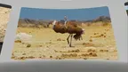 Giant Animals screenshot 3