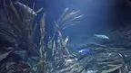 Aquariums on the Baltic Sea screenshot 2