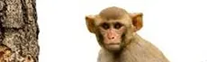 Monkeys Paradise hero image