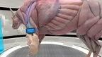 Animal Anatomy Explorer screenshot 3