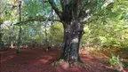 3D scan of a forest screenshot 4