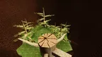 Capmantle V2 screenshot 2