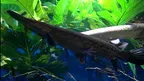 3D Aquarium Copenhagen screenshot 4