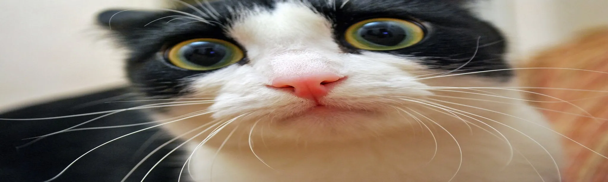 i like cats!