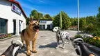 Animal Shelter VR: Pet Care Simulator screenshot 3