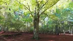 3D scan of a forest screenshot 2