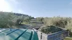 Baena Olive Grove and Oil Museum VR screenshot 1