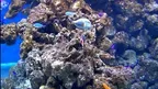 3D Aquarium Copenhagen screenshot 3
