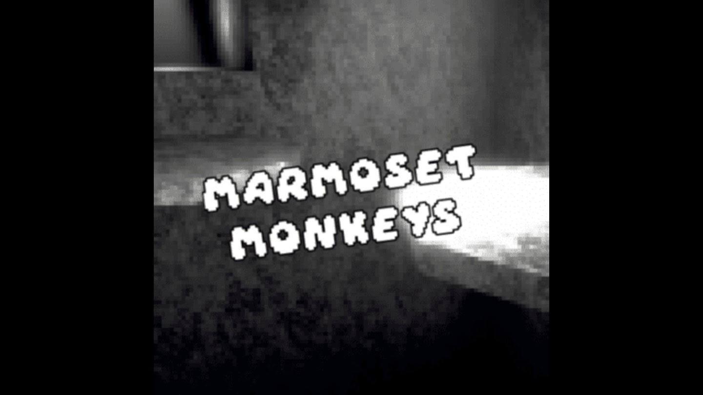 Marmoset Monkeys trailer 0