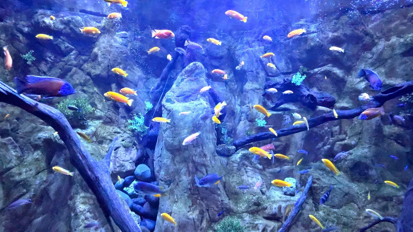 2D/3D Canary Islands trailer 0