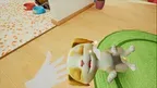 Pets VR screenshot 1