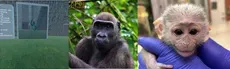 Ape Chaser hero image