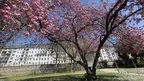 Calm VR: Cherry Blossom Riverside screenshot 1