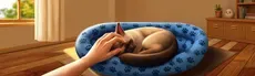 My Cat Simulator hero image