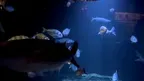3D Aquarium Paris screenshot 4