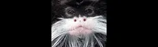 Tamarin Monkes hero image