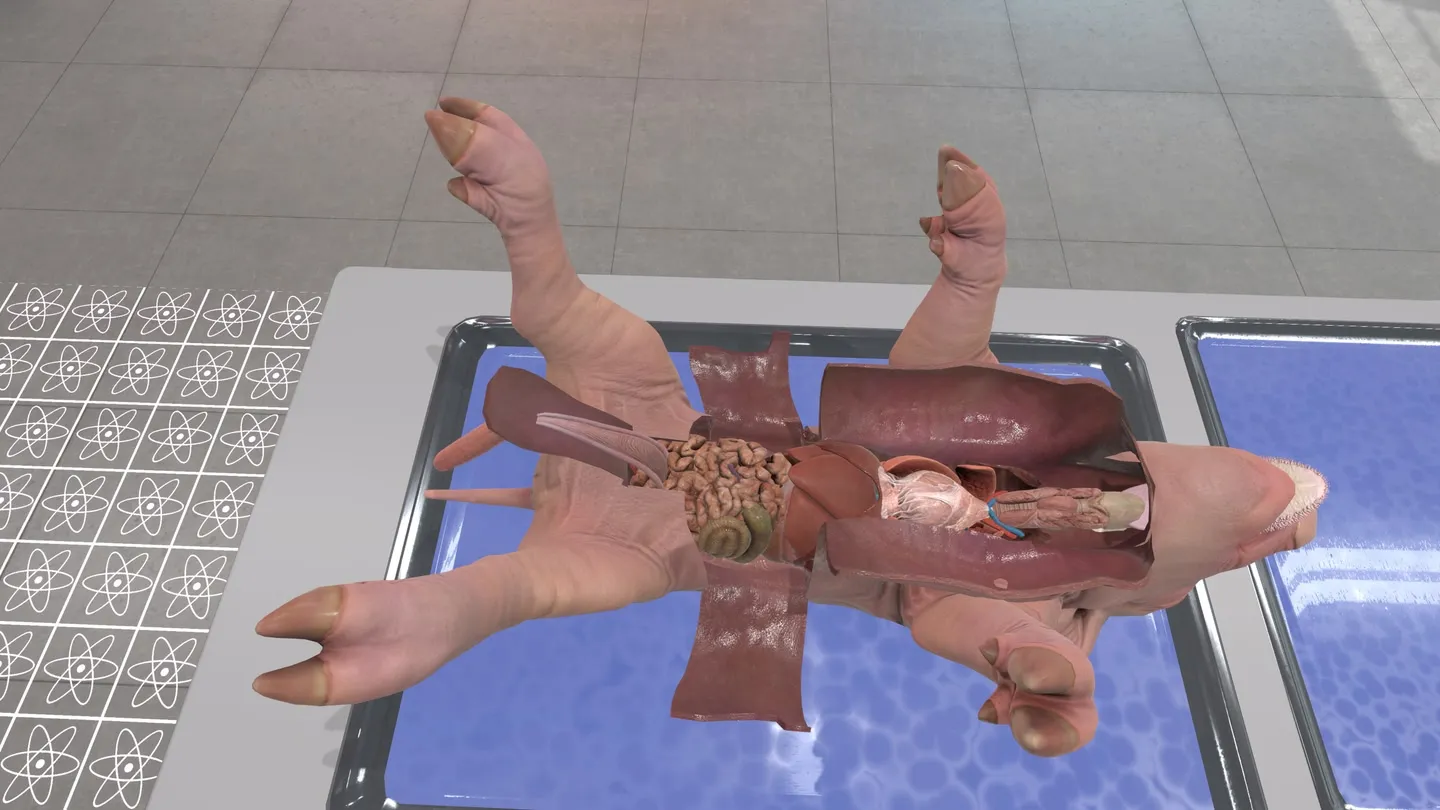 Dissection Simulator: Pig Edition trailer 0