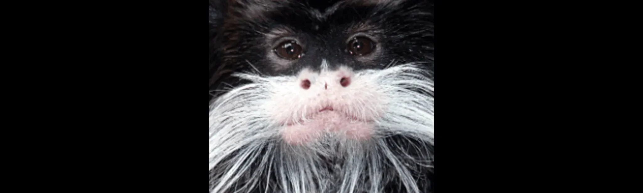 Tamarin Monkes