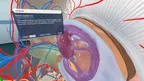 Human Anatomy VR screenshot 4