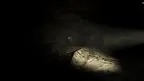 Primate Fear screenshot 2