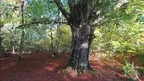 3D scan of a forest screenshot 4