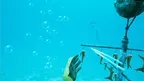 How to Rescue a Reef  screenshot 2