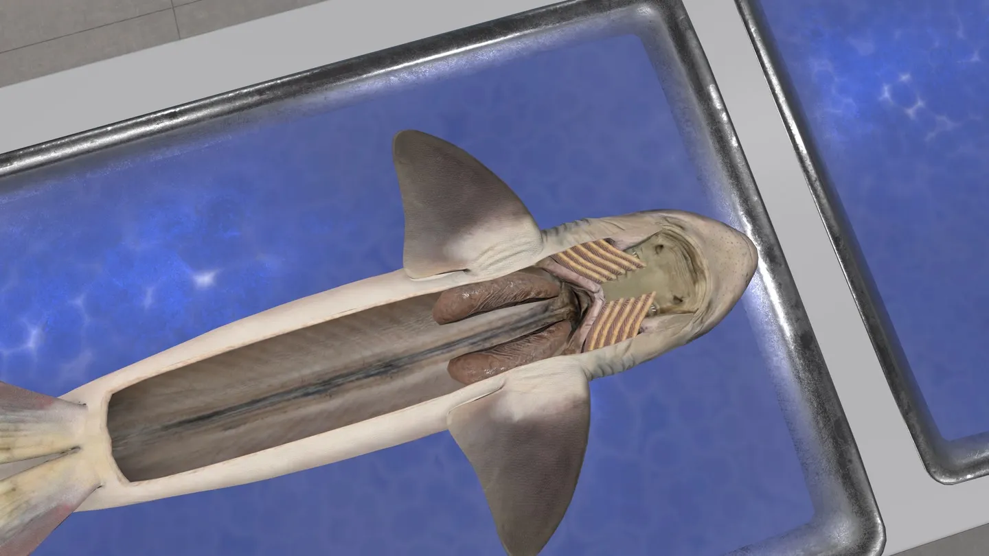 Dissection Simulator: Shark Edition trailer 0
