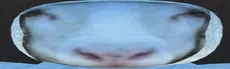 Sheep Runners hero image